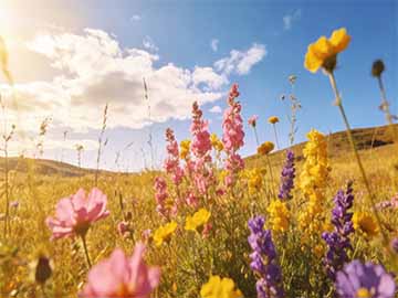多肉植物叶片化水黑腐的急救处理方法教程