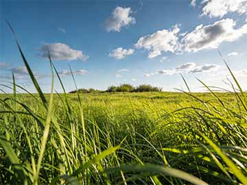 小葱在家阳台四季种植不断采收的管理技巧