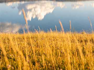 多肉植物叶片化水黑腐的急救处理方法教程