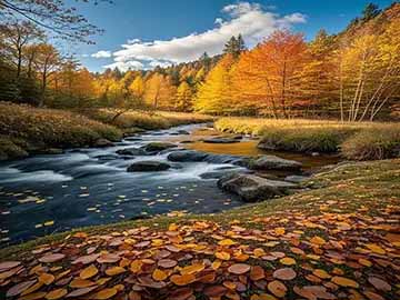 狗狗定点上厕所训练方法详细教程