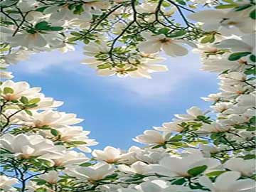 宠物笼子清洁消毒去味实用方法教程